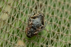 Bruchidius bimaculatus