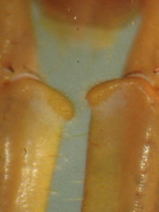 Pokabius clavigerens
