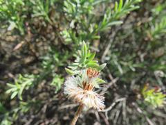 Felicia hyssopifolia