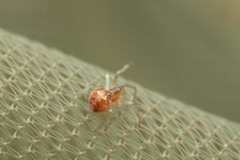 Simitidion simile