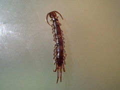 Pokabius clavigerens