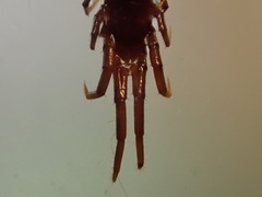 Pokabius clavigerens
