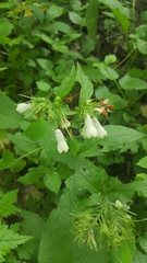Symphytum grandiflorum
