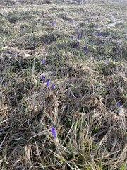 Crocus heuffelianus scepusiensis