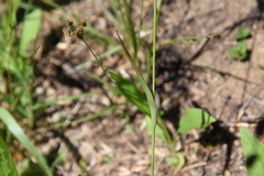 Luzula multiflora