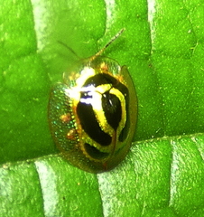 Coptocycla arcuata