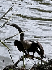 Anhinga anhinga