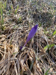 Crocus heuffelianus scepusiensis