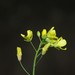 Brassica souliei - Photo 由 Rebbas 所上傳的 (c) Rebbas，保留部份權利CC BY-NC