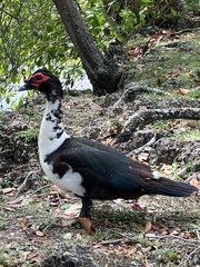 Cairina moschata domestica
