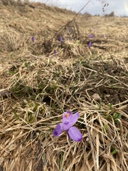 Crocus heuffelianus scepusiensis