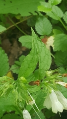 Symphytum grandiflorum