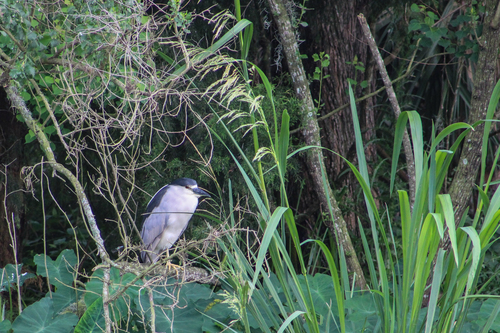 Nycticorax nycticorax image