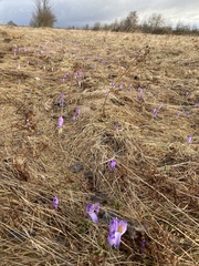 Crocus heuffelianus scepusiensis