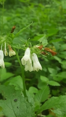 Symphytum grandiflorum