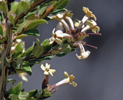 Mulguraea ligustrina