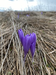Crocus heuffelianus scepusiensis