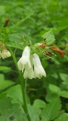 Symphytum grandiflorum