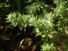 Galium maritimum