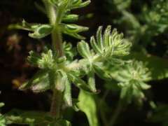 Galium maritimum