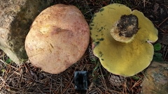 Butyriboletus fuscoroseus