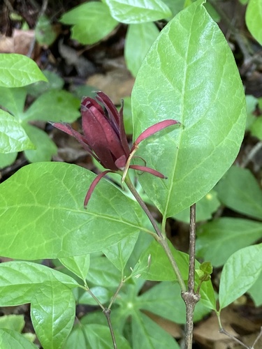Calycanthus floridus