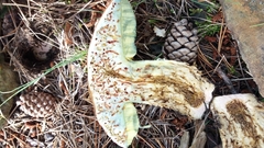 Butyriboletus fuscoroseus