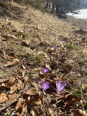 Crocus heuffelianus scepusiensis