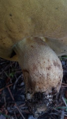 Butyriboletus fuscoroseus