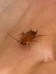 Periplaneta americana