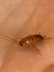 Periplaneta americana