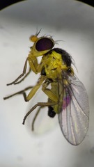 Liriomyza taraxaci