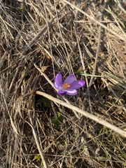 Crocus heuffelianus scepusiensis