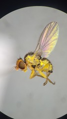 Liriomyza taraxaci