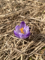 Crocus heuffelianus scepusiensis