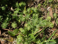Galium maritimum
