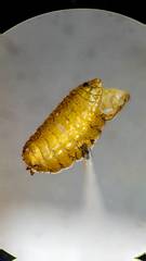 Liriomyza taraxaci