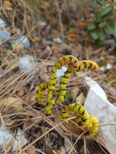 Pleopeltis guttata, photograph 1