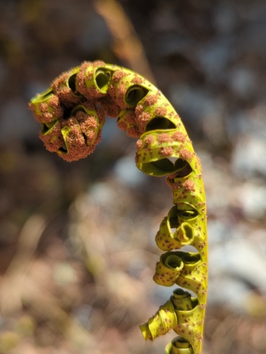Pleopeltis guttata, photograph 2