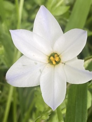 Ipheion