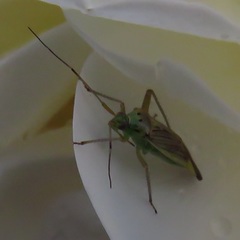 Closterotomus trivialis