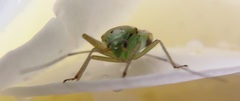 Closterotomus trivialis