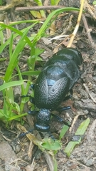 Meloe proscarabaeus