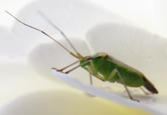 Closterotomus trivialis