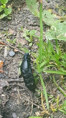 Meloe proscarabaeus