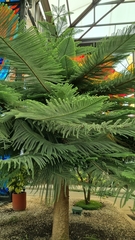 Cupressus sempervirens