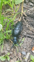 Meloe proscarabaeus