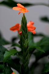 Crossandra