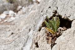 Phacelia vossii