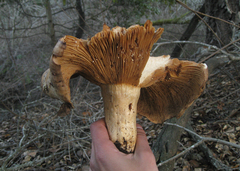 Lactarius argillaceifolius megacarpus